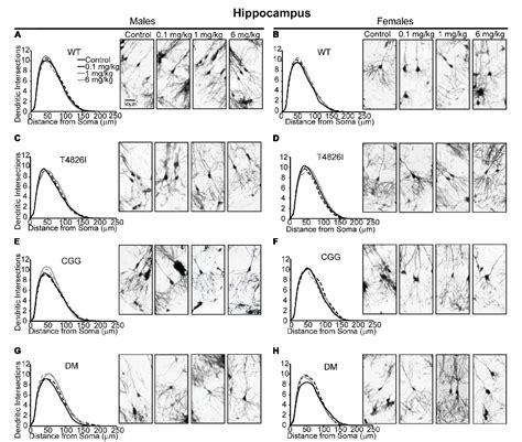 Figure 3 From Sex And Genotype Modulate The Dendritic Effects Of