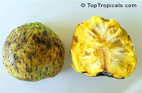 Annona Montana Mountain Soursop Wild Custard Apple Guanabana De