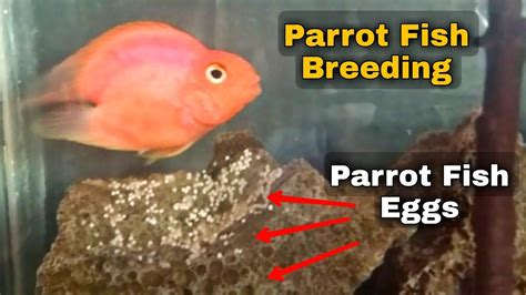 Parrot Fish Eggs Not Hatching Parrot Fish Breeding Problems Very