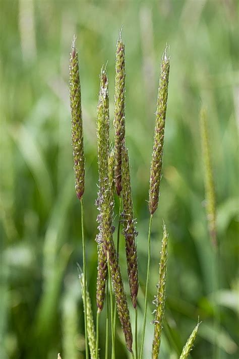 Scottish Growers Urged To Counter Threat Of Black Grass Press And Journal