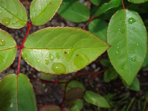 Hoja Rosa Rose Leaf Rosenblatt Rozenblatt Rosa Flickr