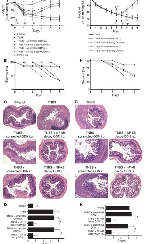 Figure From Treatment Of Murine Th And Th Mediated Inflammatory