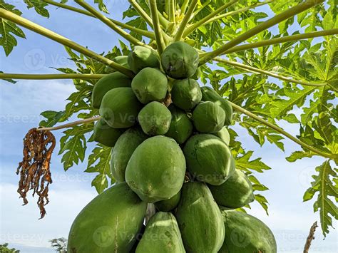 Papaya Tree With Fruit That Grows Thick And Healthy Stock