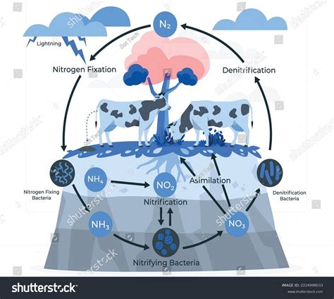Nitrogen Cycle Nature Cycle Nitrogen Vector Stock Vector (Royalty Free ... 