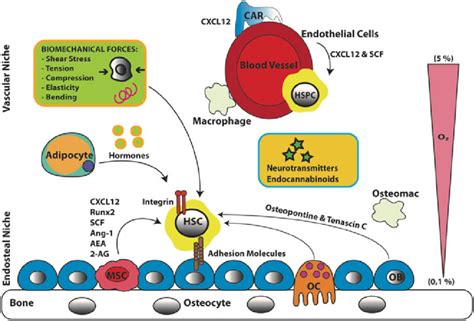 Hematopoietic Stem Cell Niche Components In The Adult Bm Are Presented Download Scientific