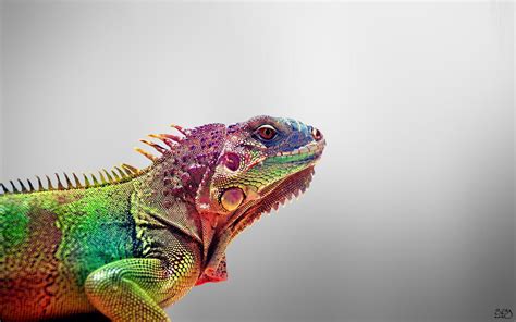 Iguana Wallpapers - Wallpaper Cave