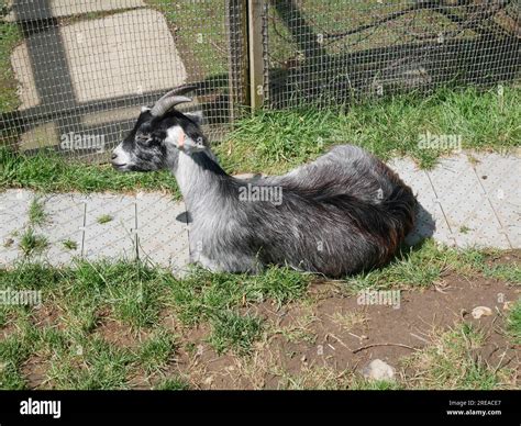 Horniman's Museum, Forest Hill, London, England Stock Photo - Alamy