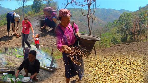 Traditional Methods Of Sowing Paddy Seeds In Nagaland YouTube