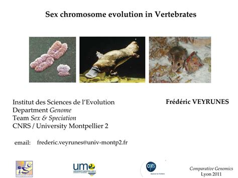 Ppt Sex Chromosome Evolution In Vertebrates Powerpoint Presentation