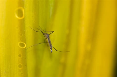 Yellow Fever: Symptoms, Transmission, Vaccination - MedicSpark.com
