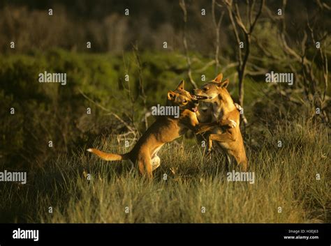 Dingos (Canis dingo), fighting. East coast, New South Wales, Australia ...