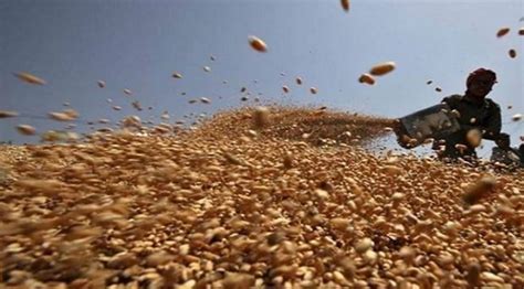 Food Grains Output Seen At A Record 316 Million Tonne In 2021 22