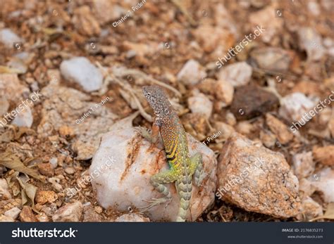 Male Greater Earless Lizard Cophosaurus Texanus Stock Photo