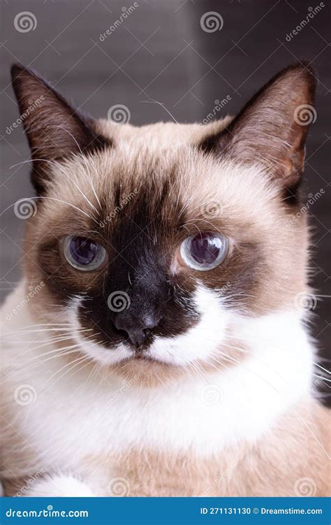 Siamese Cat with Blue Eyes Closeup Portrait Stock Photo - Image of ...