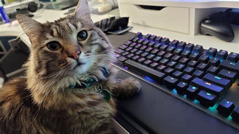 The Gamer Cat With His New Set Up Rgaming