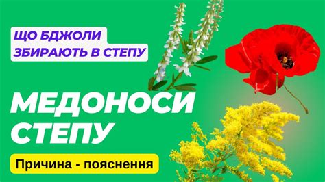 Медоноси степу! Прийшли у степ, а там для бджіл рай, літай і меду ...