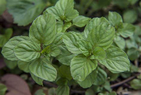 Green Lavender Mint Leaves | ClipPix ETC: Educational Photos for ...