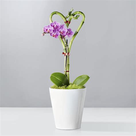 Orchid Plants Delivered | Plants.com