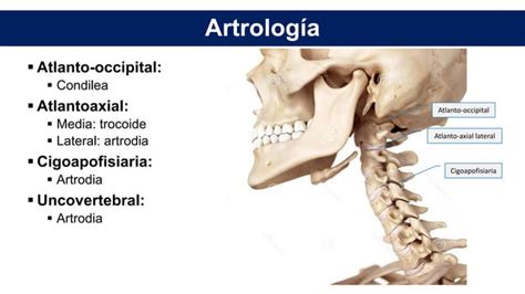 Anatomía de columna cervical PPT