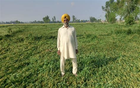 Heat Last Year Untimely Rains This Year India S Wheat Crop Takes A