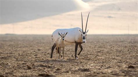 2023 Endangered Species Day | Aramco Life