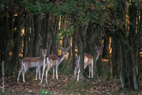 Fallow Deer Dama Dama In Rutting Season In The Forest Of Amsterdamse