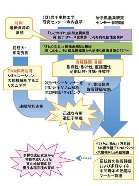 生物系特定産業技術研究支援センターイノベーション創出基礎的研究推進事業 農研機構