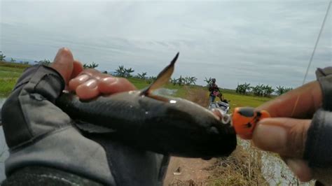 Mancing Ikan Gabus Di Banjiran Sawah Youtube