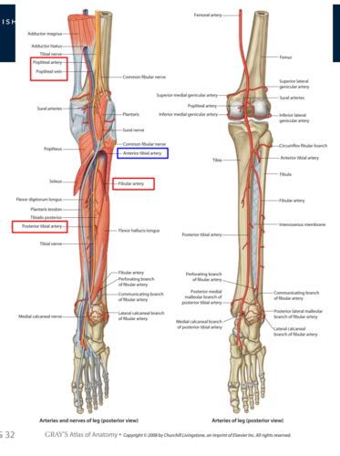 L E Lower Leg Neurovasculature Flashcards Quizlet