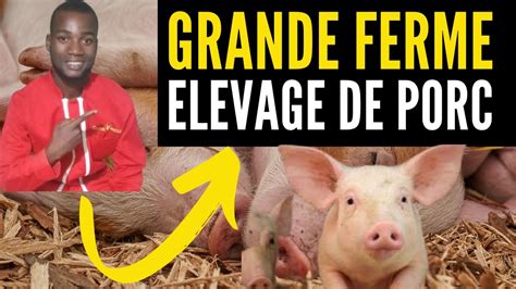 Ensemble Visitons Une De Nos Grande Ferme D Elevage De Porcs Investir