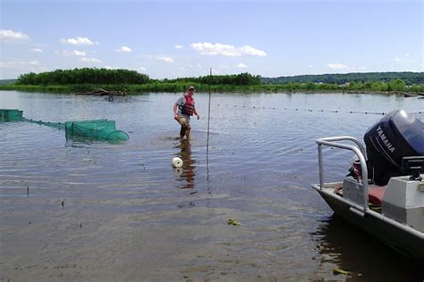 Environmental Monitor | Native Fish Eat Asian Carp On Illinois River ...