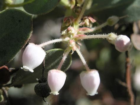 Pringle S Manzanita From Gila County AZ USA On May 6 2009 At 08 36