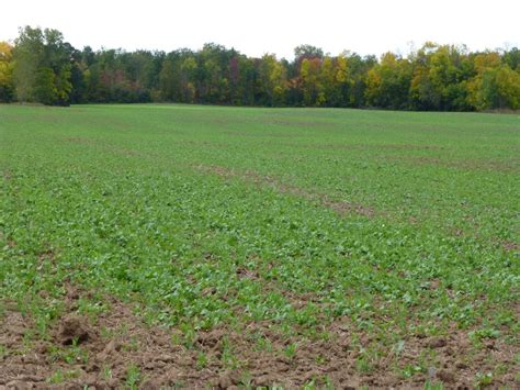 Cover Crops In Wisconsin Full Speed Ahead Plant Cover Crops