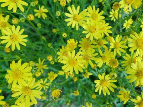 Желтые маргаритки, стоцвет стоковое фото. изображение насчитывающей ...