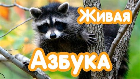 Развивающие видео: Живая азбука. - YouTube