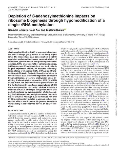 Pdf Depletion Of S Adenosylmethionine Impacts On Ribosome Biogenesis