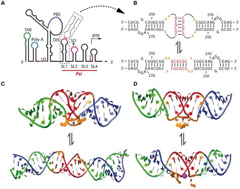 Frontiers Retroviral Rna Dimerization From Structure To Functions