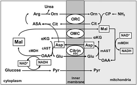 Metabolic Map Of The Urea Cycle And Malate Aspartate NADH Shuttle AGC