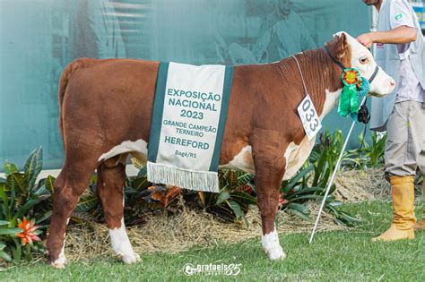 Abhb Nacional Apresenta Os Grandes Campe Es Hereford E Polled