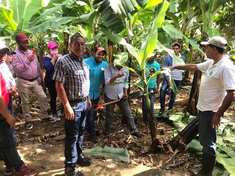 Llevan Escuela De Campo De Agricultores A La Regi N Sur Del Pa S Cedaf