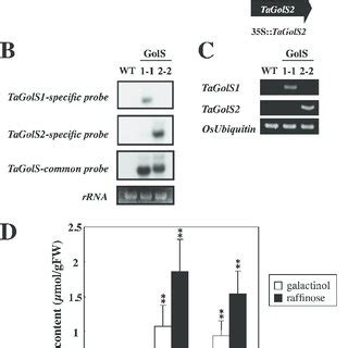 Analysis Of Transgenic Rice Lines Overexpressing Tagols A Schematic