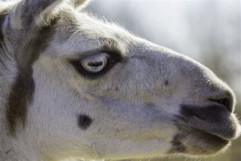 Strange eye of a llama stock photo. Image of blue, lama - 87025524