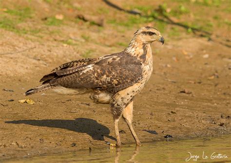 Great Black Hawk Buteogallus Urubitinga Ecoregistros