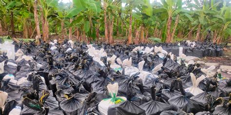 Son más de 20 toneladas de droga halladas en una finca de Vinces en