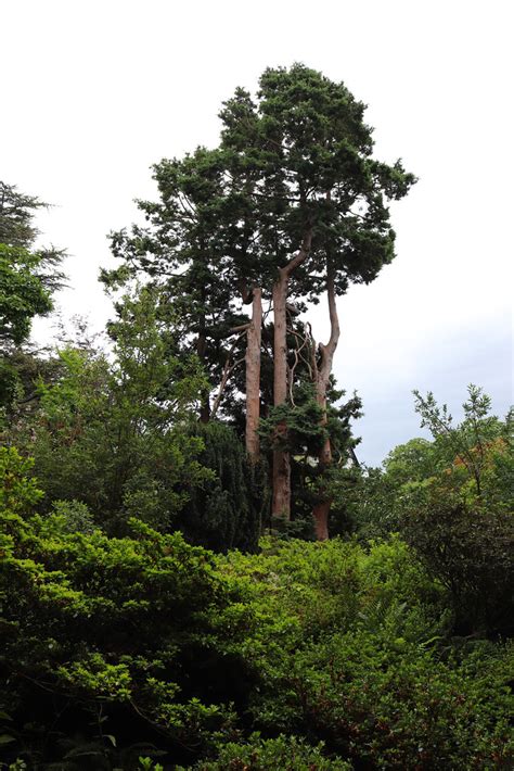 Bodnant Garden Trees Terry Hassan Flickr