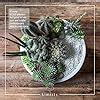 Amazon Kimisty 10 Inch Large Round Succulent Pot With Wood Stand