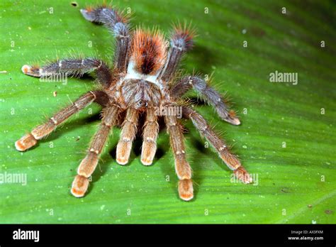 Tarantula on a leaf in the rainforest Stock Photo - Alamy