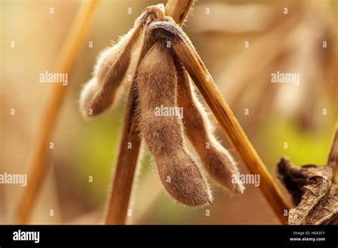 Ripe Soybean Pods Close Up Cultivated Organic Agricultural Crop Stock