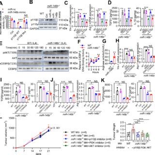 Mir B Regulates P Akt Cebp During M Macrophage Polarization