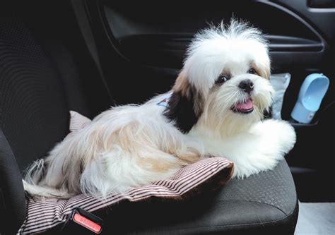 how to get pet hair out of carpet in car
